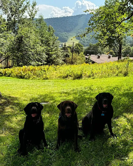 Mad River Veterinary Service Picture 2