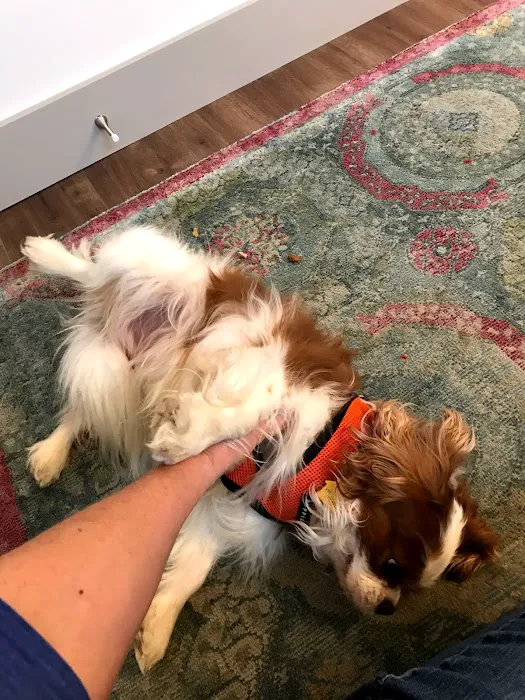 Heart of Vermont Vet: At-Home End-of-Life Care for Pets Picture 2