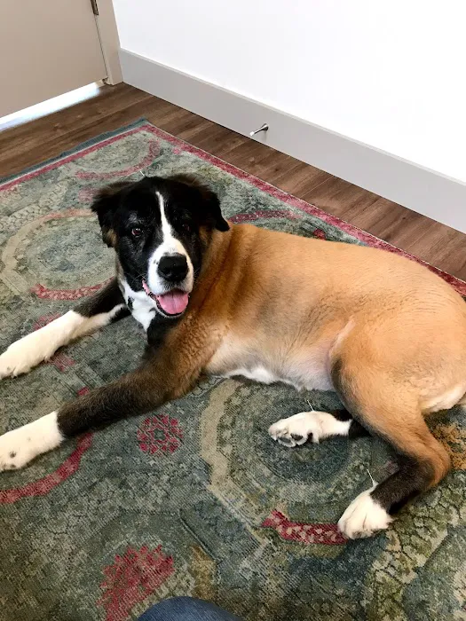 Heart of Vermont Vet: At-Home End-of-Life Care for Pets Picture 3
