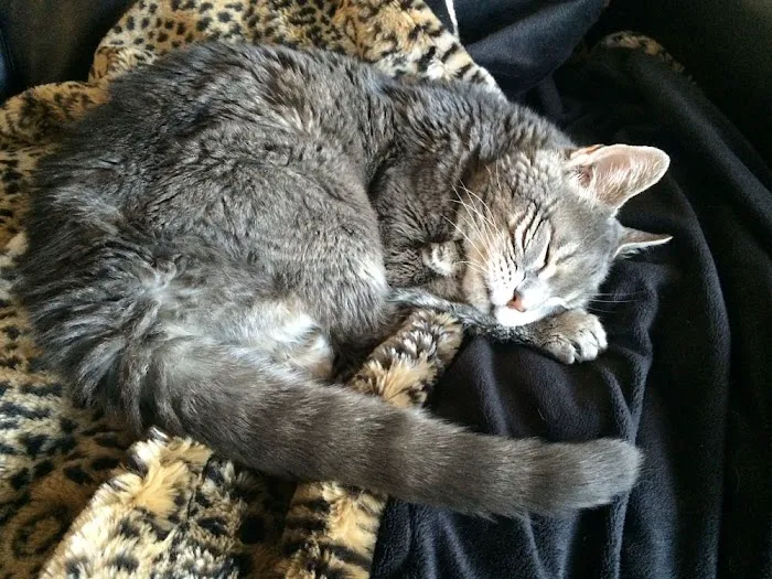 Heart of Vermont Vet: At-Home End-of-Life Care for Pets Picture 1