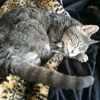Heart of Vermont Vet: At-Home End-of-Life Care for Pets ico
