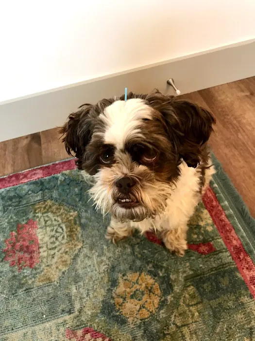 Heart of Vermont Vet: At-Home End-of-Life Care for Pets Picture 6