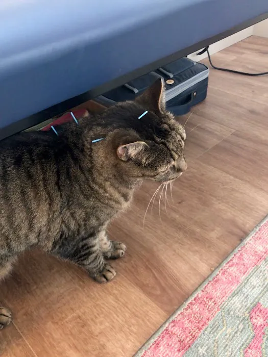 Heart of Vermont Vet: At-Home End-of-Life Care for Pets Picture 4