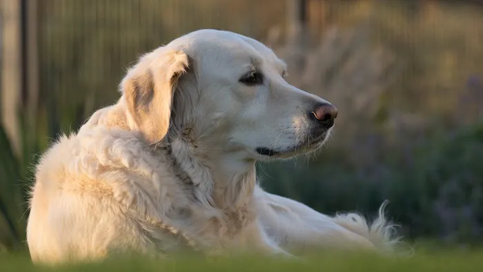 Heart of Vermont Vet: At-Home End-of-Life Care for Pets Picture 5