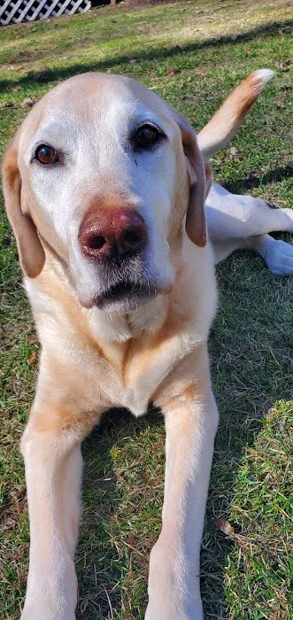 Heart of Vermont Vet: At-Home End-of-Life Care for Pets Picture 10