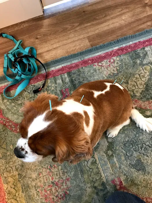 Heart of Vermont Vet: At-Home End-of-Life Care for Pets Picture 8