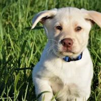 Montpelier Veterinary Hospital ico