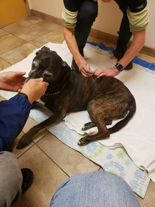 Bristol Animal Hospital Picture 4