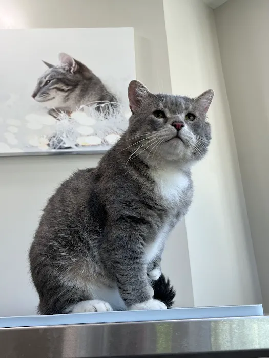 For Pet's Sake Veterinary Center Picture 2