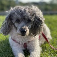 Moreau Animal Clinic ico