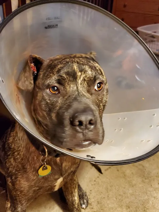Moreau Animal Clinic Picture 6