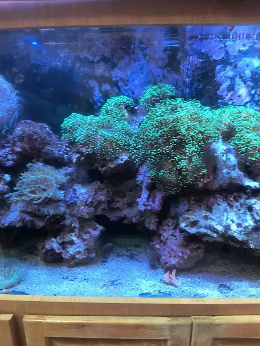 Aquatic Design Aquariums Picture 7