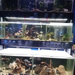 Aquatic Design Aquariums