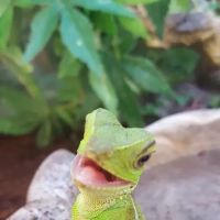 Petco ico
