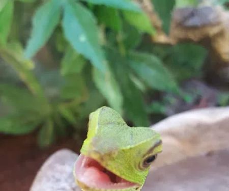 Petco