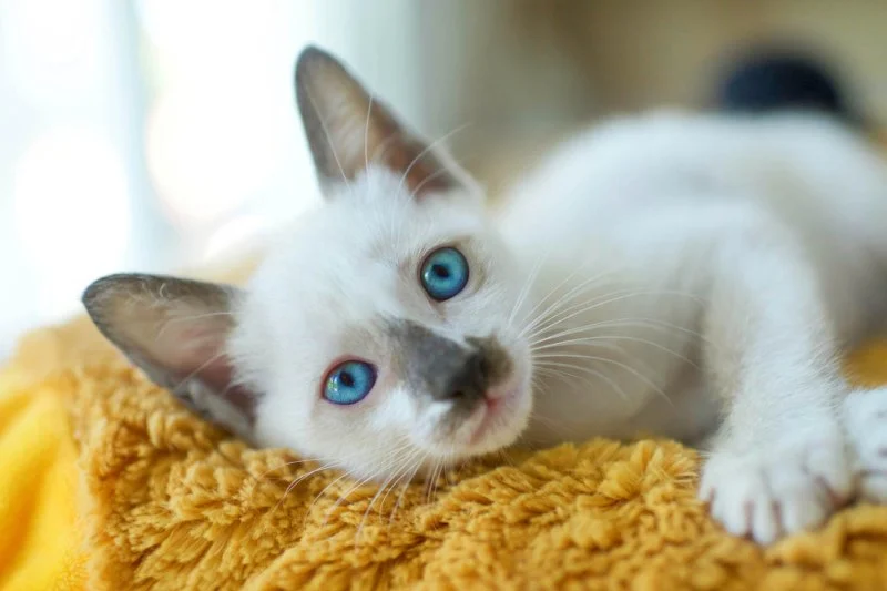 Why Do Kittens Have Blue Eyes at First?