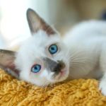 Why Do Kittens Have Blue Eyes at First?