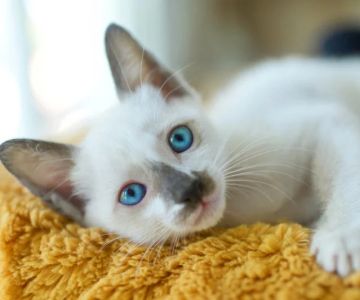 Why Do Kittens Have Blue Eyes at First?