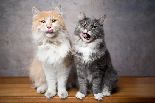 How to Tell if Your Kitten is a Maine Coon Mix – Signs and Characteristics to Look For