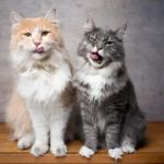 How to Tell if Your Kitten is a Maine Coon Mix – Signs and Characteristics to Look For