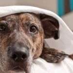 How to Keep Your Pet Calm During a Thunderstorm or Hurricane