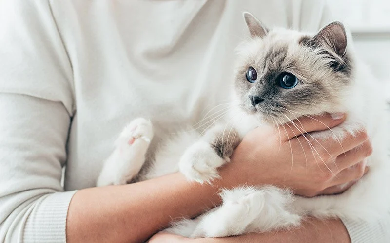 How to Tell if Your Kitten is Bonding with You – Signs to Watch For