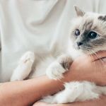 How to Tell if Your Kitten is Bonding with You – Signs to Watch For