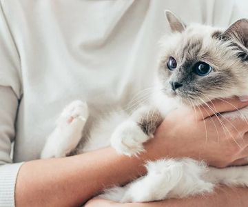How to Tell if Your Kitten is Bonding with You – Signs to Watch For