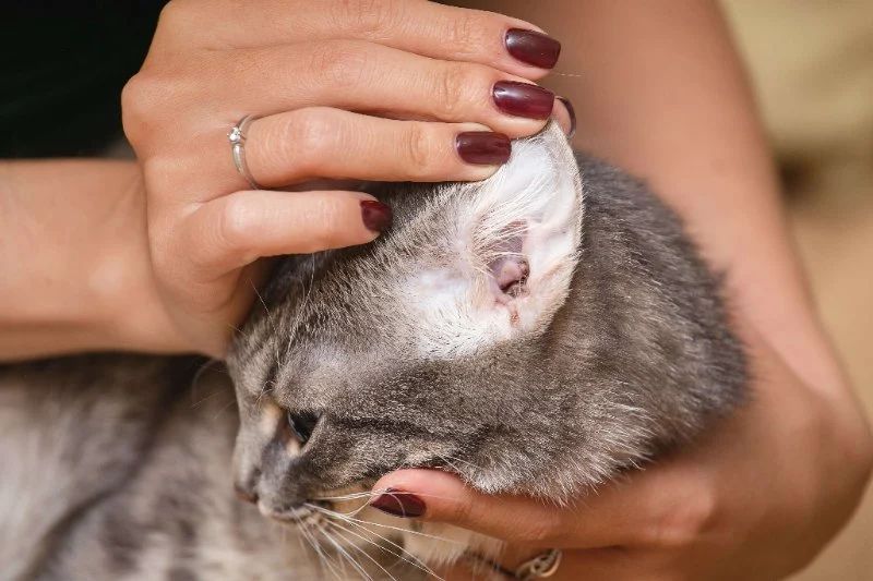 How to Keep Your Cat's Ears Clean and Mite-Free