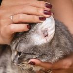 How to Keep Your Cat's Ears Clean and Mite-Free