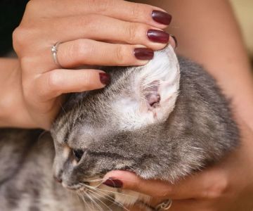 How to Keep Your Cat's Ears Clean and Mite-Free