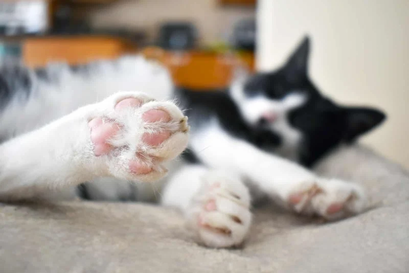 Why Is My Kitten's Paw Pad Cracked? Understanding the Causes and Treatment