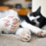 Why Is My Kitten's Paw Pad Cracked? Understanding the Causes and Treatment