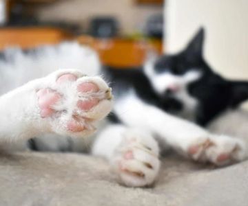 Why Is My Kitten's Paw Pad Cracked? Understanding the Causes and Treatment