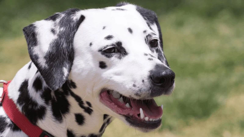 Why Is My Dog Panting So Much? Normal Behavior vs. Emergency