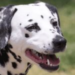 Why Is My Dog Panting So Much? Normal Behavior vs. Emergency