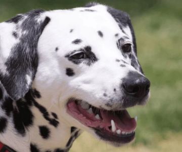 Why Is My Dog Panting So Much? Normal Behavior vs. Emergency