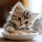 Understanding Kitten Weaning: How to Transition to Solids