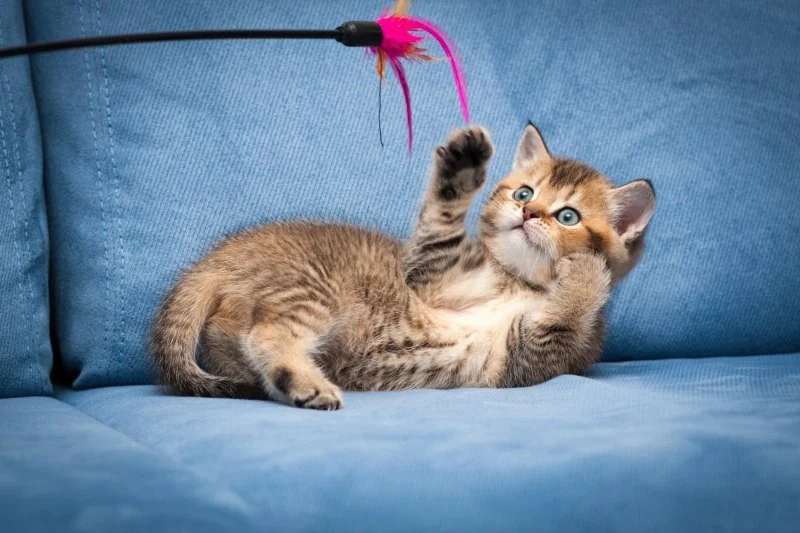The Best Ways to Play with Your Cat Using Wand Toys