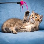 The Best Ways to Play with Your Cat Using Wand Toys