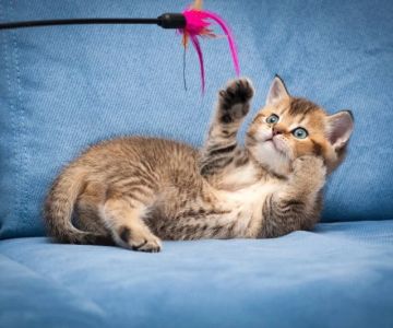 The Best Ways to Play with Your Cat Using Wand Toys