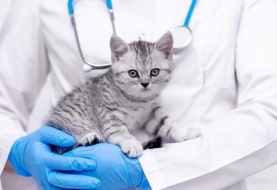 Understanding Kitten Neutering and Spaying: Best Age and Benefits