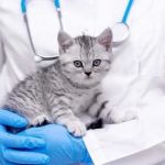 Understanding Kitten Neutering and Spaying: Best Age and Benefits