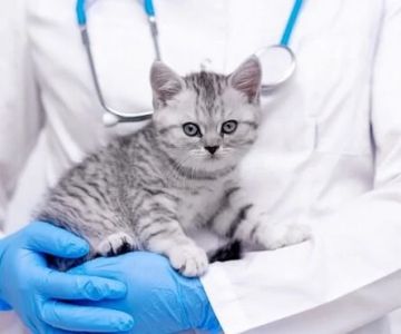 Understanding Kitten Neutering and Spaying: Best Age and Benefits