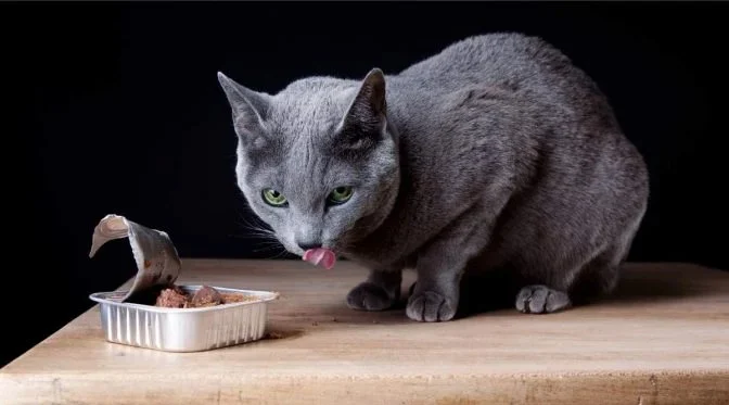 The Best Diet for a Russian Blue Kitten's Shiny Coat