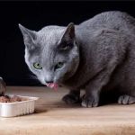 The Best Diet for a Russian Blue Kitten's Shiny Coat