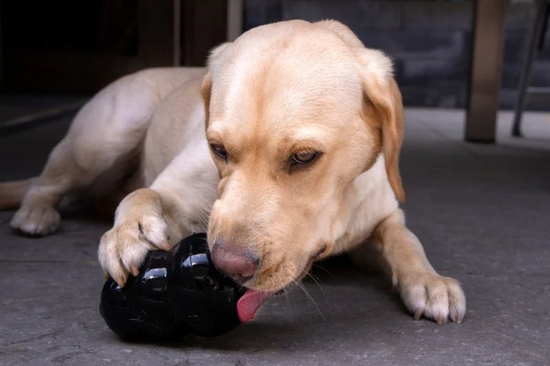 Safe and Unsafe Chew Toys for Dogs: What to Buy and Avoid
