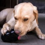 Safe and Unsafe Chew Toys for Dogs: What to Buy and Avoid