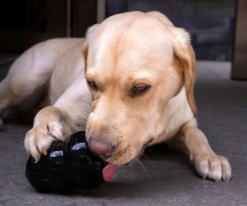 Safe and Unsafe Chew Toys for Dogs: What to Buy and Avoid