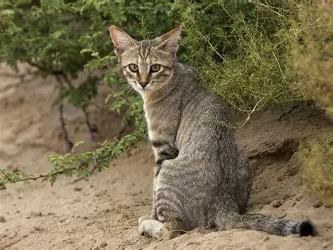 How to Tell if Your Kitten is Part Wildcat – Signs and Characteristics to Look For